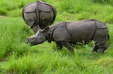 jungle safari chitwan tour package from gorakhpur